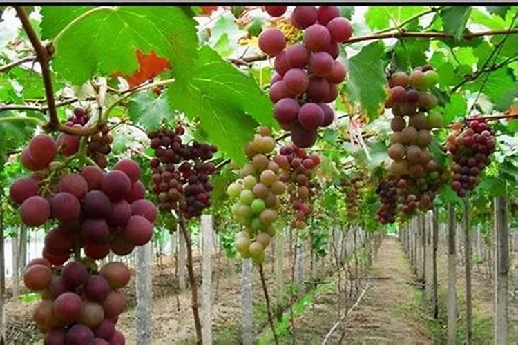 巨峰葡萄高产栽培技术要点