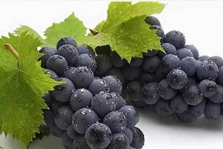 葡萄春季管理技术