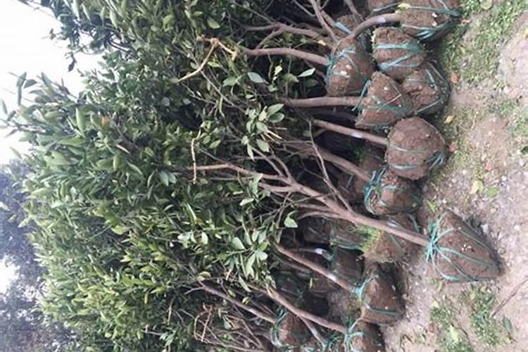 橘子树苗的种植要点