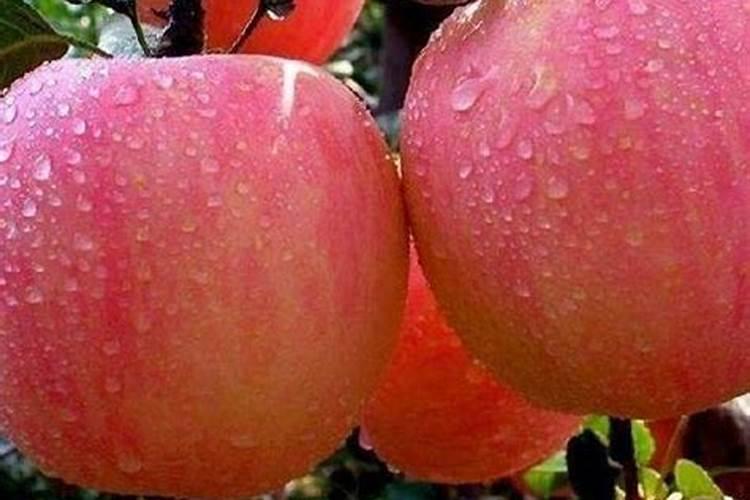 西红柿怎么搭配肥膨果快