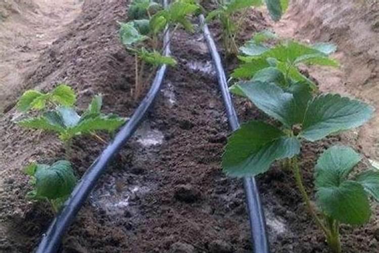 滴灌多长时间能浇透