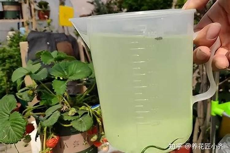 硫酸亚铁适合浇什么花 硫酸亚铁是什么
