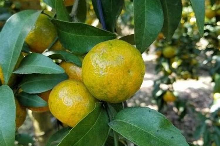 用什么肥料能给草莓膨果？