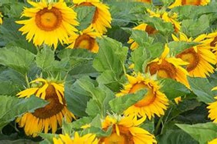 叶面肥有哪些牌子 排行榜都有哪些上榜