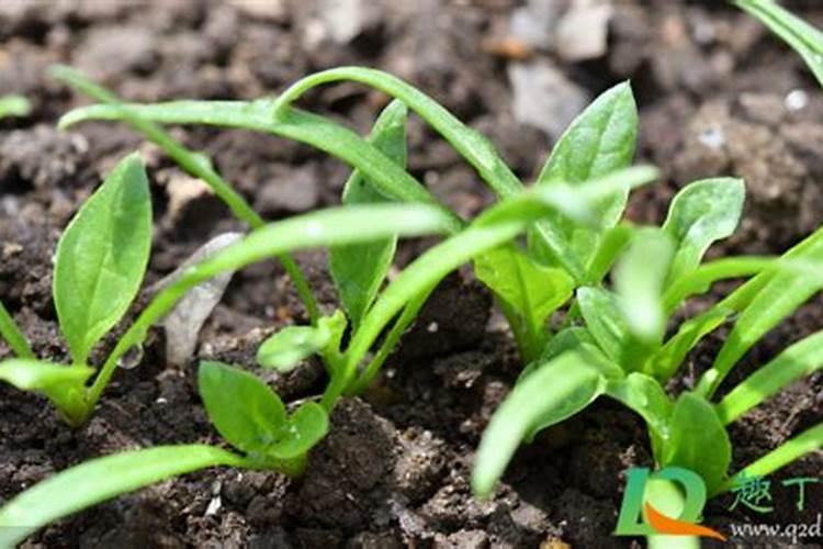 菠菜喜欢什么肥料 菠菜最喜欢什么肥料