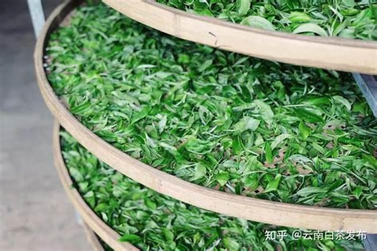 白茶打农药吗
