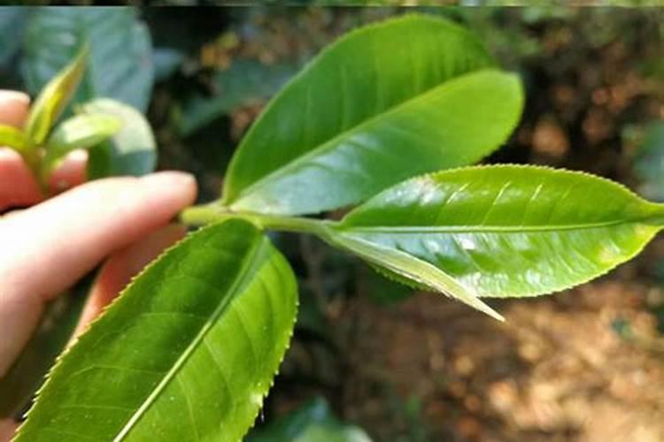 安吉白茶冬天要喷叶面肥吗