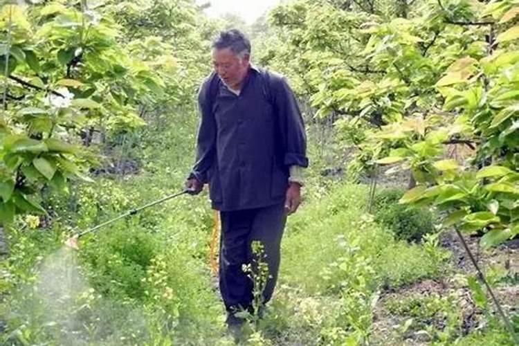 肥皂水浇花有什么好处和坏处 肥皂水浇花草杀虫