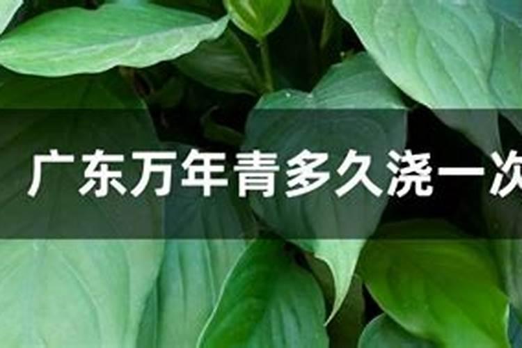 广东万年青用什么肥料,春秋施加液肥促进植株生长