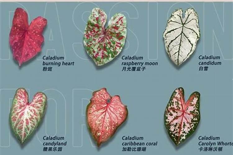 彩叶芋的养殖方法