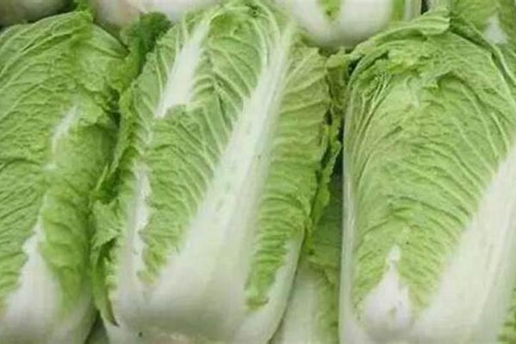 大白菜使用芸苔素内酯的技术和注意事项是什么？