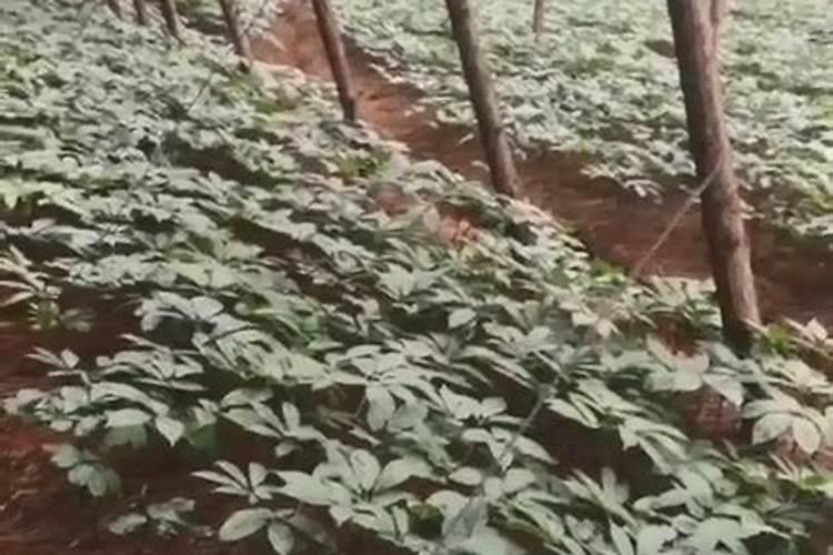 三七的施肥方法 三七应该怎么养殖