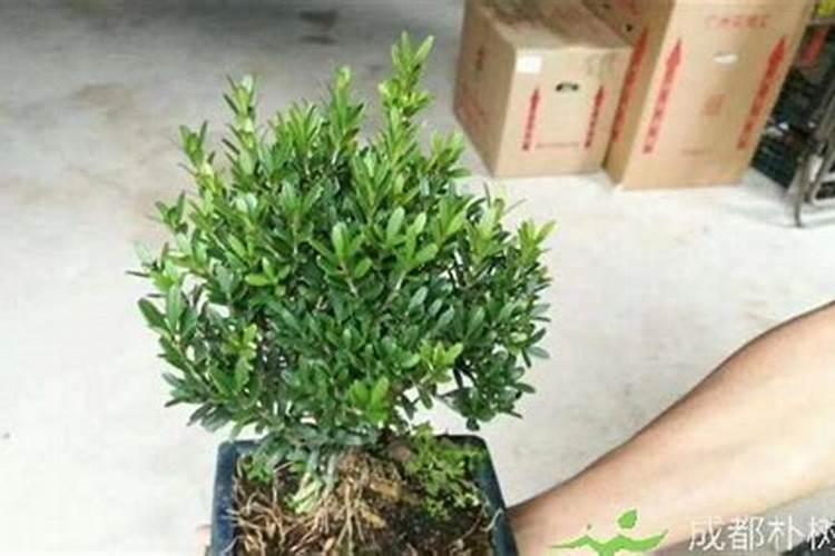 雀舌黄杨盆景养殖方法用肥