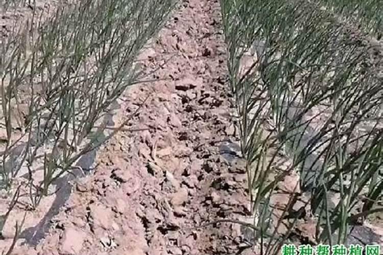洋葱用什么肥料能使洋葱生长快