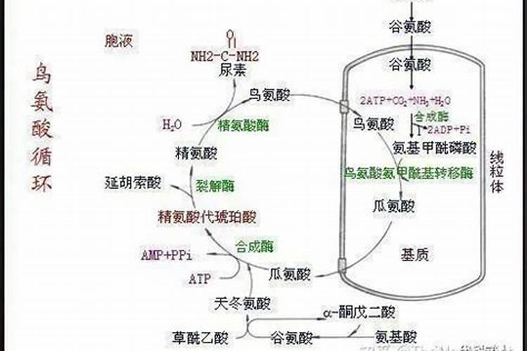 尿素属于什么类型的肥料 尿素是怎么生产出来的