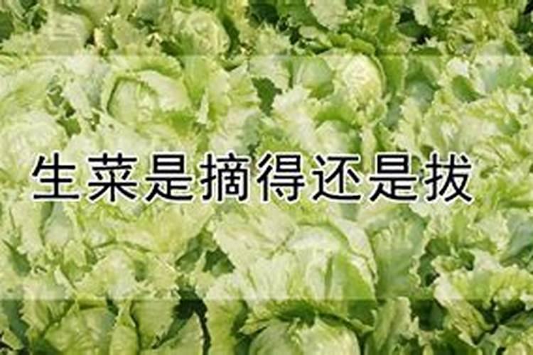 生菜出苗后怎么浇水