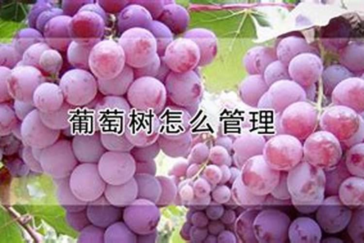 辽峰葡萄什么时候沾无核剂沾几次,可以和膨大剂一起用吗？
