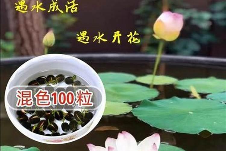 盆栽荷花如何施肥,磷钾肥为主氮肥为辅