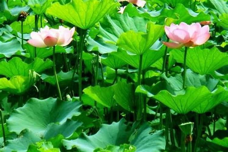 荷花需要什么肥料,给足底肥、适当追肥