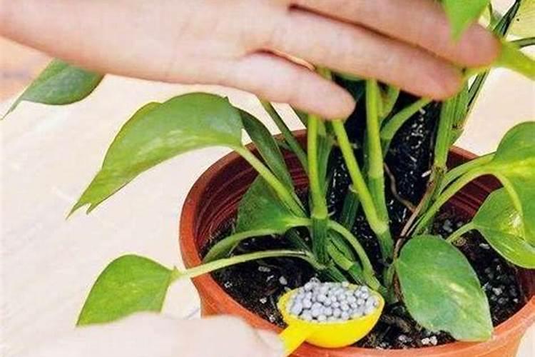 绿萝用什么肥料好