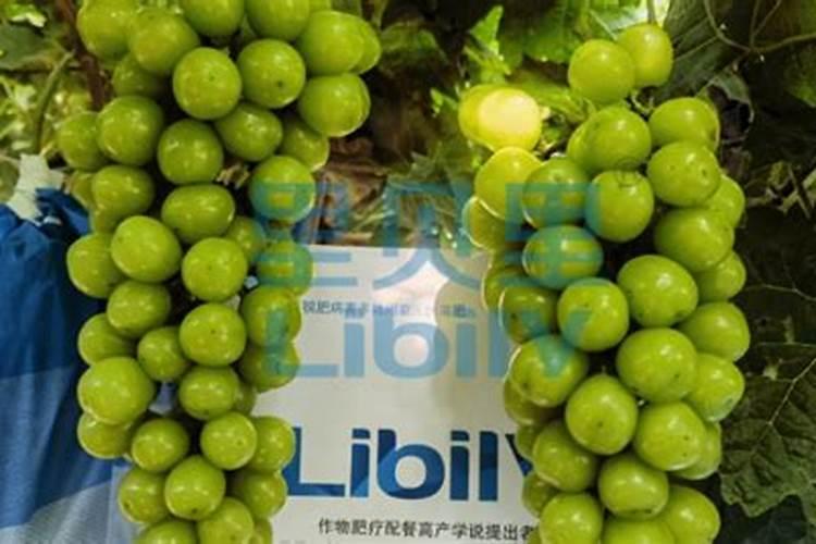 葡萄喷哪种叶面肥比较好？