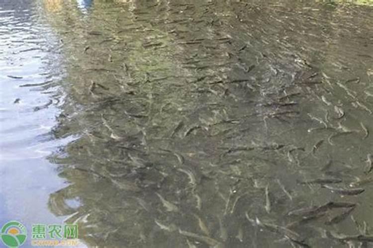 石灰氮一亩地用多少公斤
