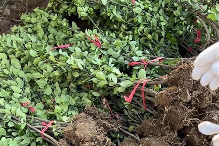 无烟炭真的无烟吗