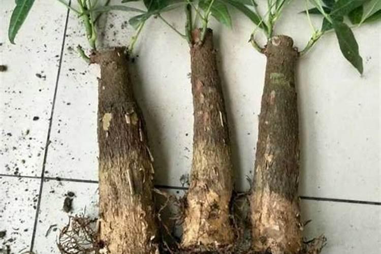 发财树没根了还能活吗,能救活/发财树烂根补救的方法