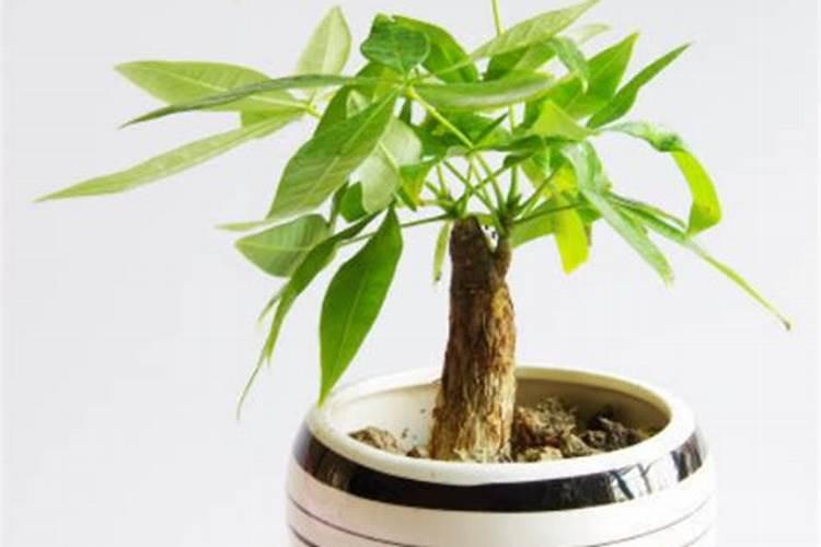 发财树生根要多久 “发财树生根需要多长时间？”