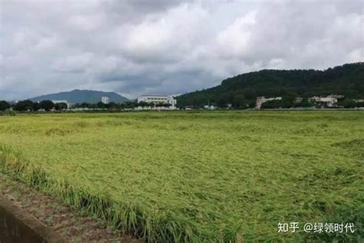 种稻子需要什么东西