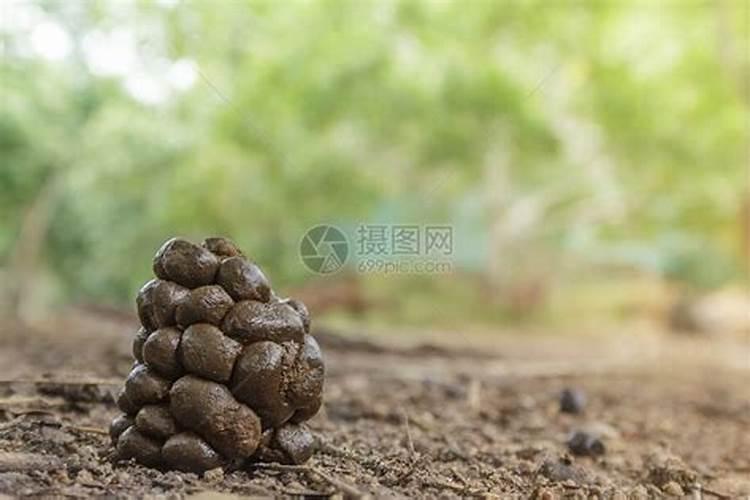 人参用什么肥料最好