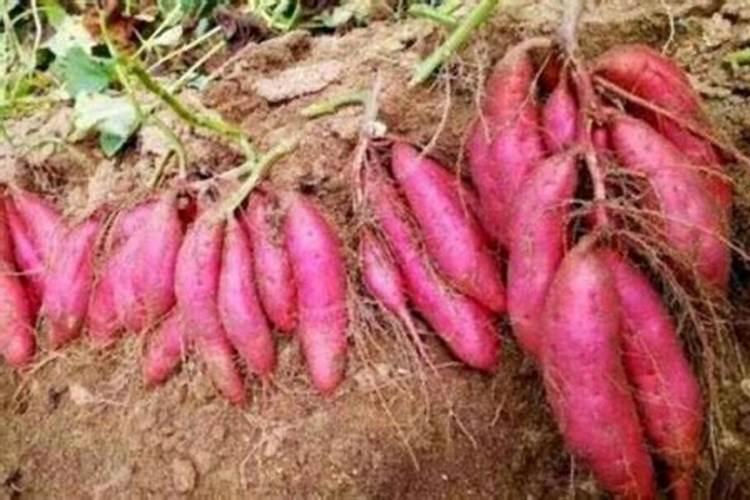 用什么给植物补充营养