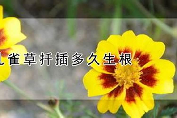 孔雀草的种植方法和时间