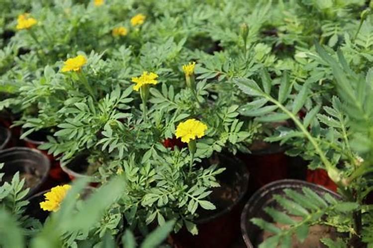 孔雀草的繁殖方法