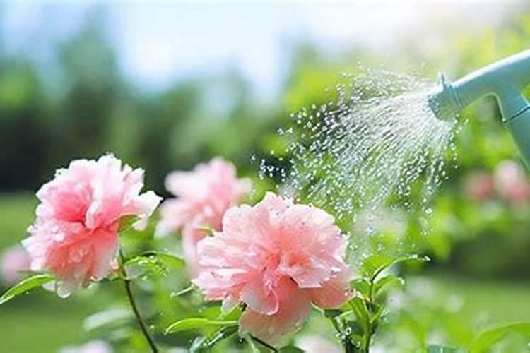 磷肥可以兑水浇花吗 磷肥对花卉的作用是什么