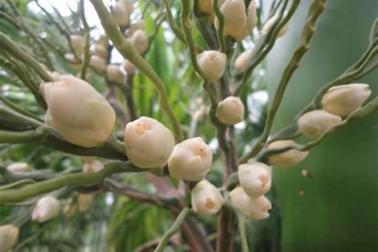 放什么肥槟榔最高产