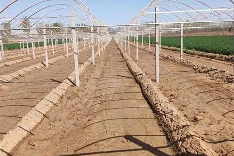 阳光葡萄能便用钙镁硼锌铁叶面肥加望揪叶面肥能混合使用吗？