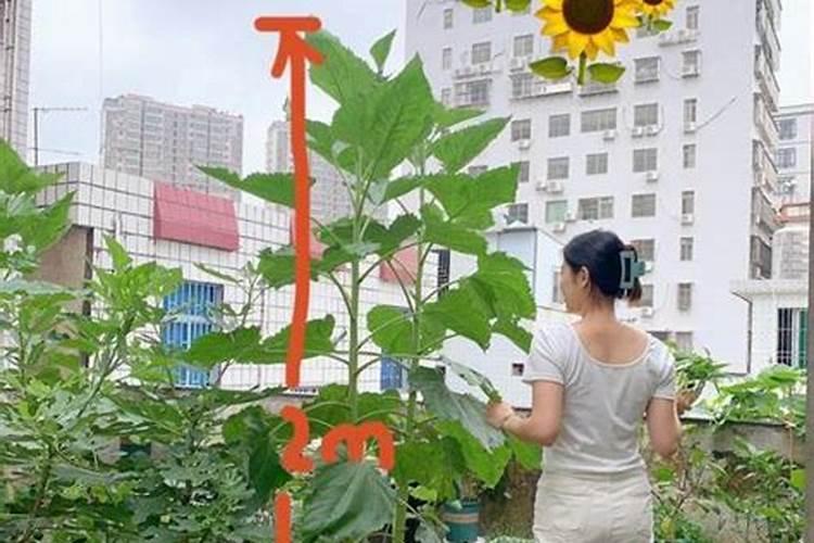 怎样对向日葵施肥