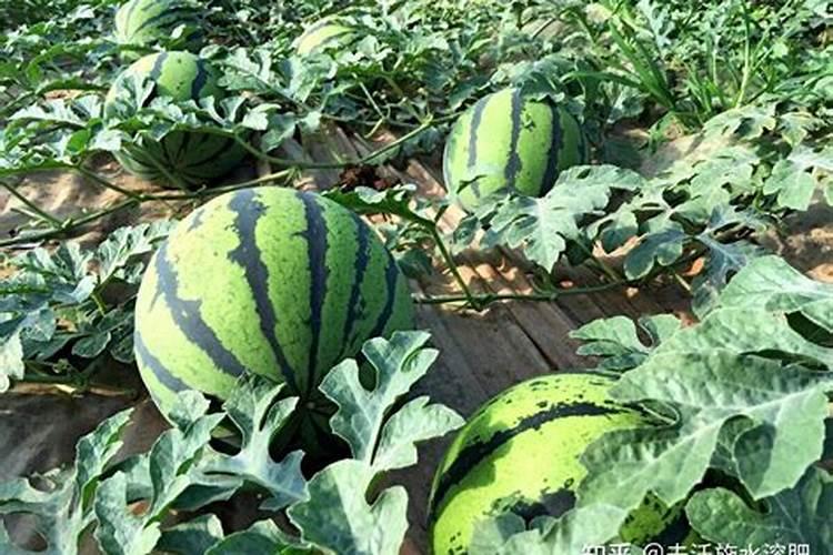 西瓜结果时需要施什么肥料