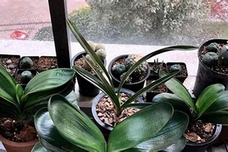 瓜果蔬菜专用尿素哪个牌子好