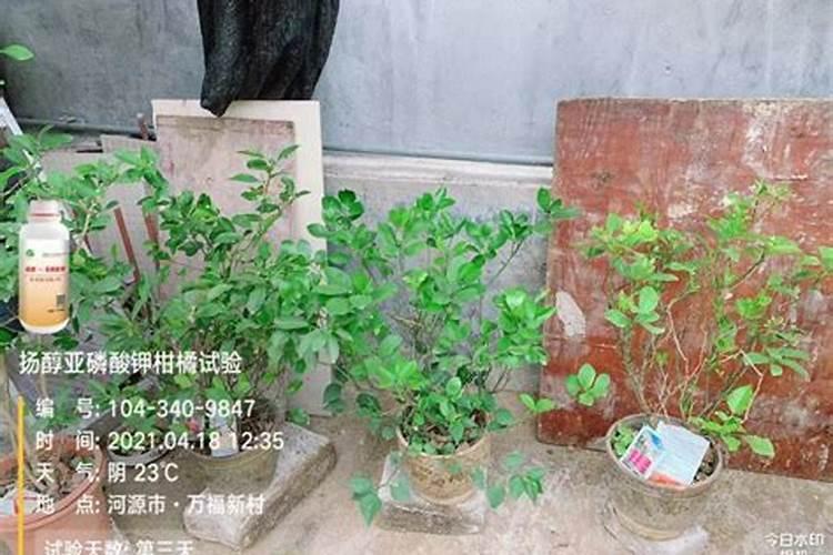 花椒开花须要浇水吗？