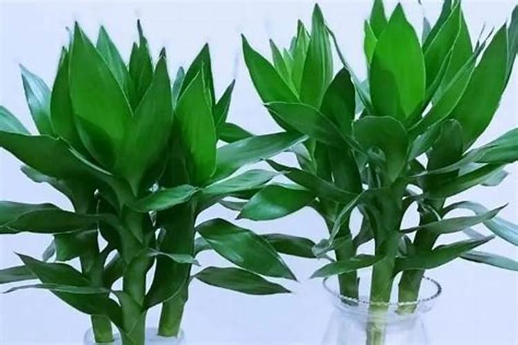 芹菜的用肥方法