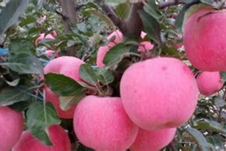 西红柿可以施复合肥吗