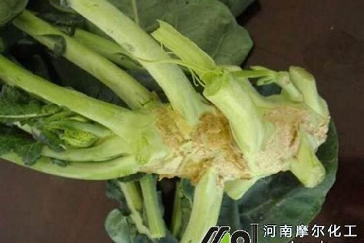 果树怎么施水溶肥？