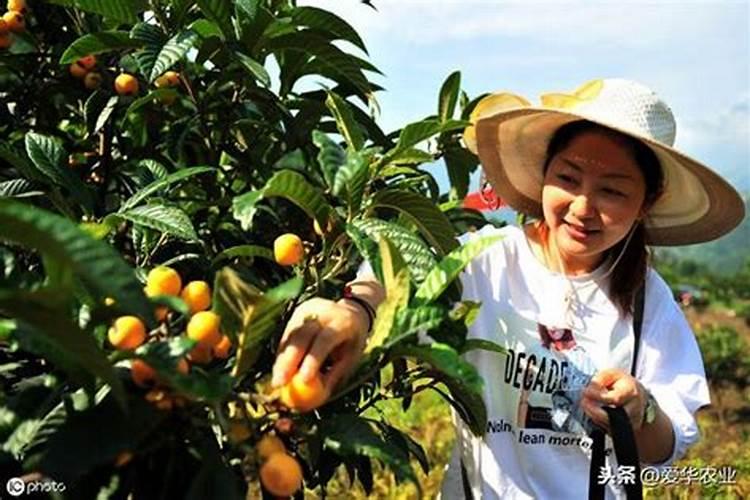 枇杷壮果用什么肥料？枇杷树壮果期的需肥特点和施肥管理建议