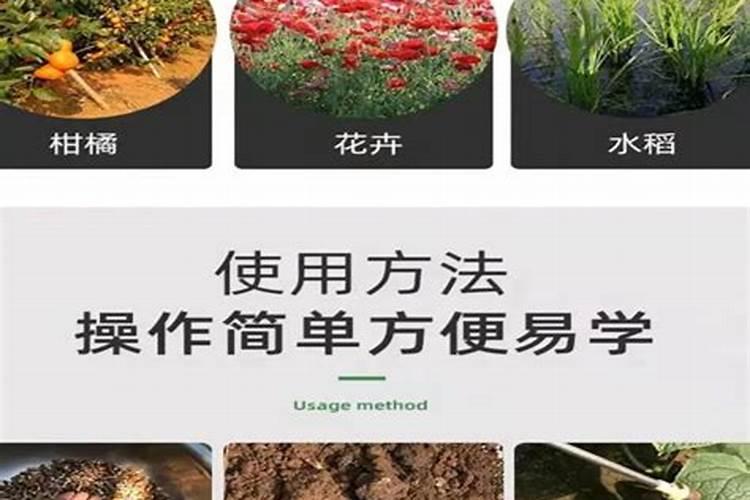 玉米需要多少次叶面肥