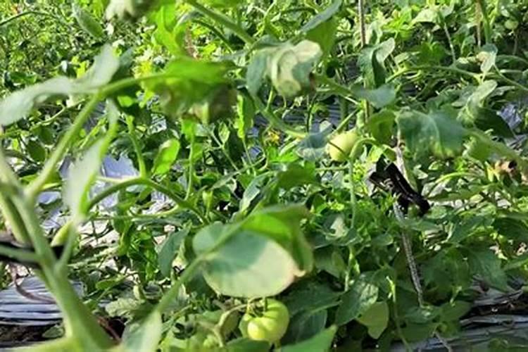 茄子用什么肥料好 怎么给茄子施肥