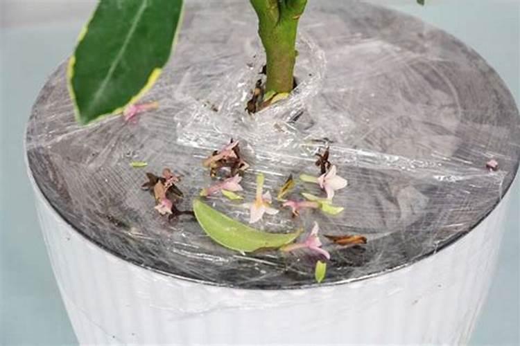 瑞香叶子下垂如何补救 瑞香叶子下垂怎么补救