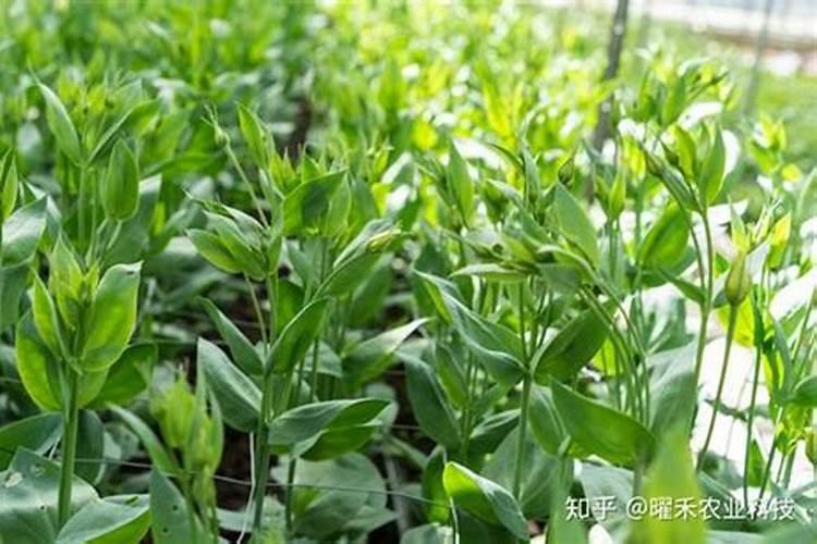 虎皮兰分株晾根多久 什么时候生根
