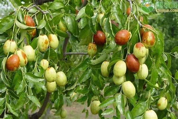 内江的大型企业有哪些